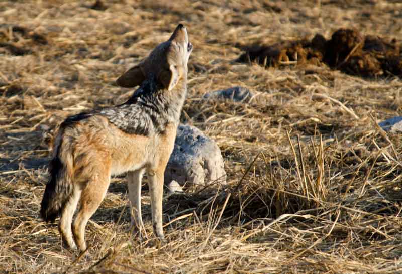 Chacal - parque nacional de Etosha - Namibia 3.jpg